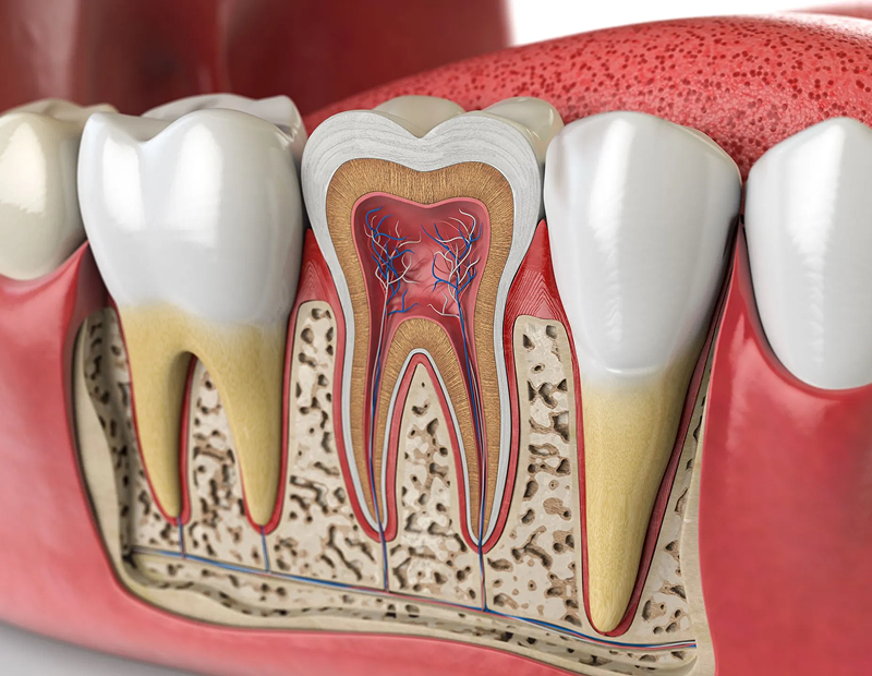 Tooth cross-section showing internal structure