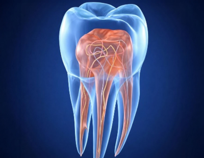 3D tooth cross-section showing pulp and nerves