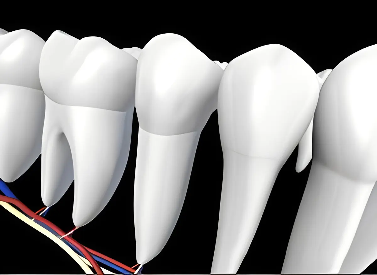 Teeth illustration showing nerves and blood vessels
