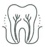 Tooth outline with roots on black background.